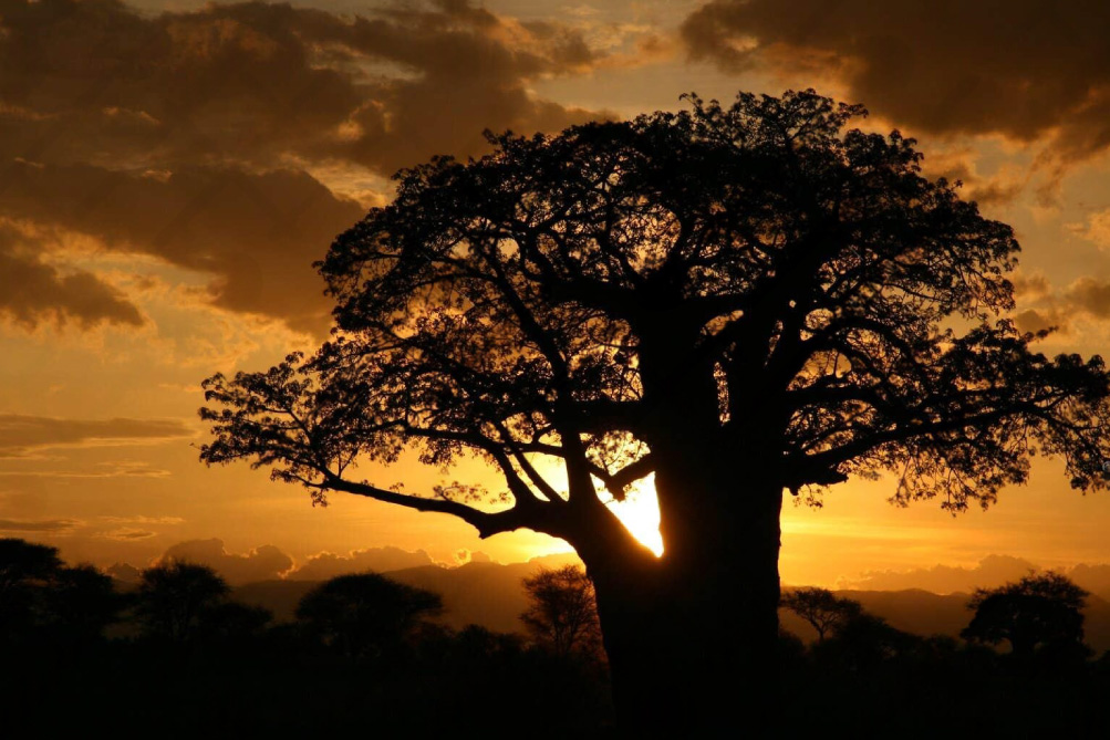 CAMPING UNDER THE STARS IN TARANGIRE: The Pulse of Africa at Night