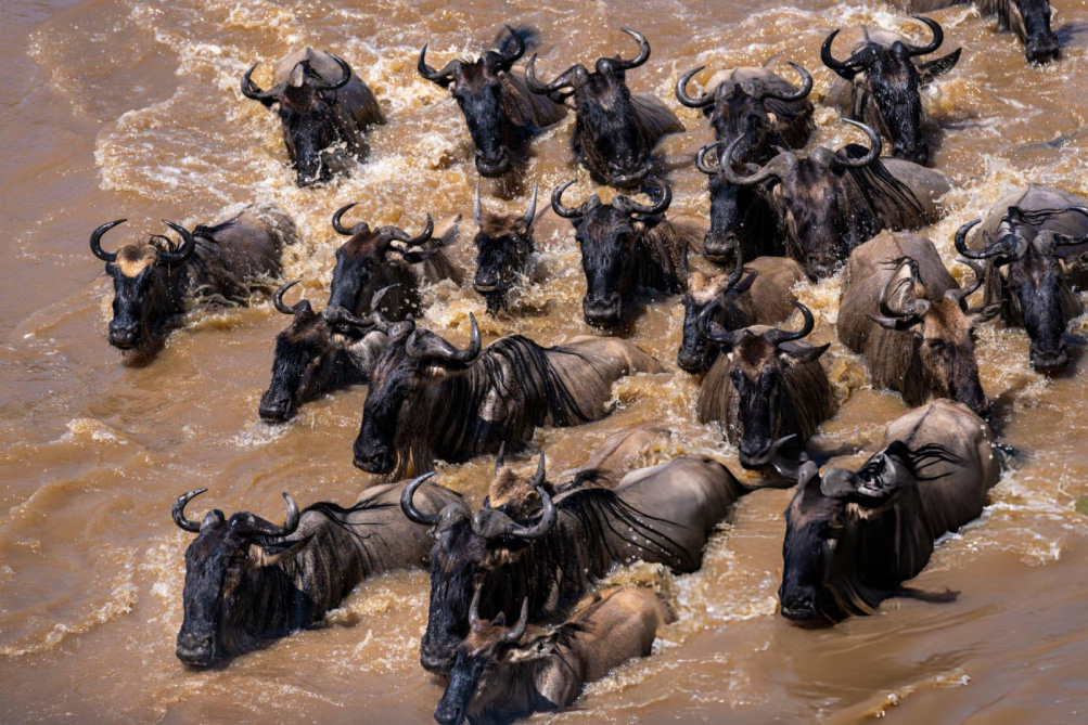 Following the Great Migration in Serengeti