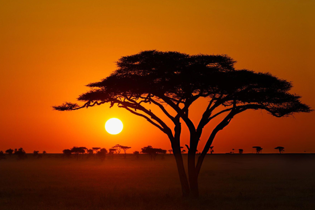 The Call of the Serengeti: Witnessing the Circle of Life.